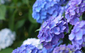 梅雨の時期は肌トラブルに？ゆらぎ肌の原因と改善方法